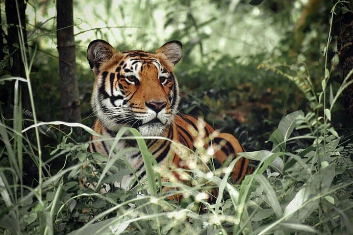 Two-Day Jaipur and Ranthambore: Private Heritage & Tiger Safari Escape photo 2