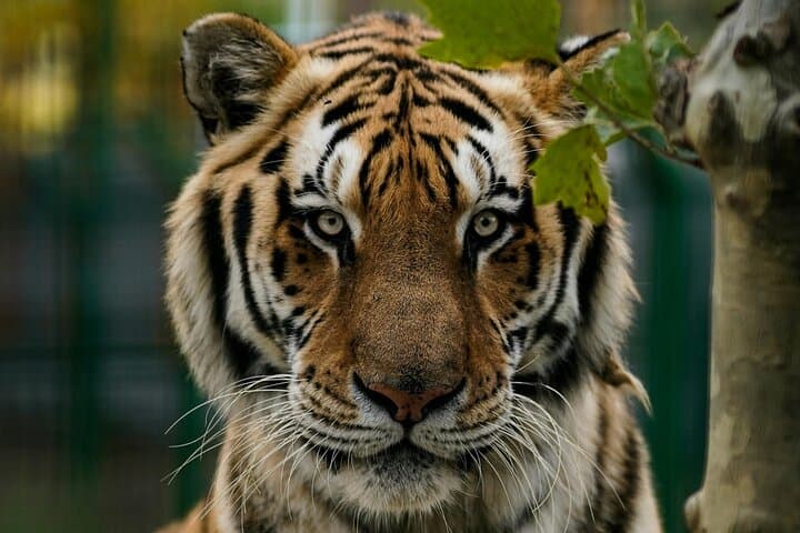 Two-Day Jaipur and Ranthambore: Private Heritage & Tiger Safari Escape photo 5