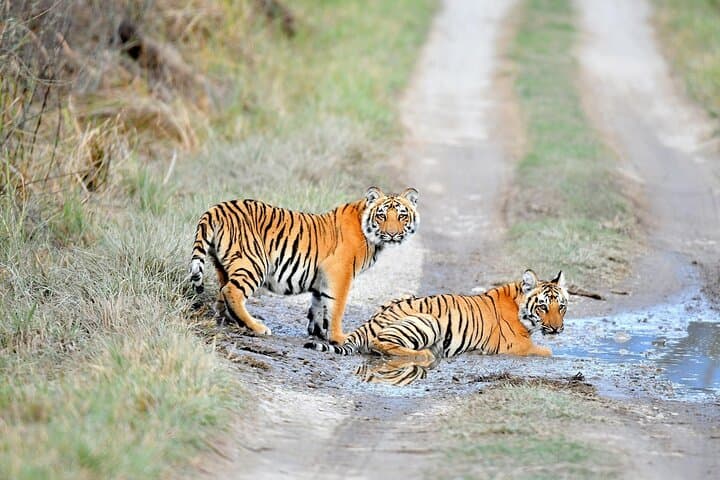 Two-Day Jaipur and Ranthambore: Private Heritage & Tiger Safari Escape photo 4
