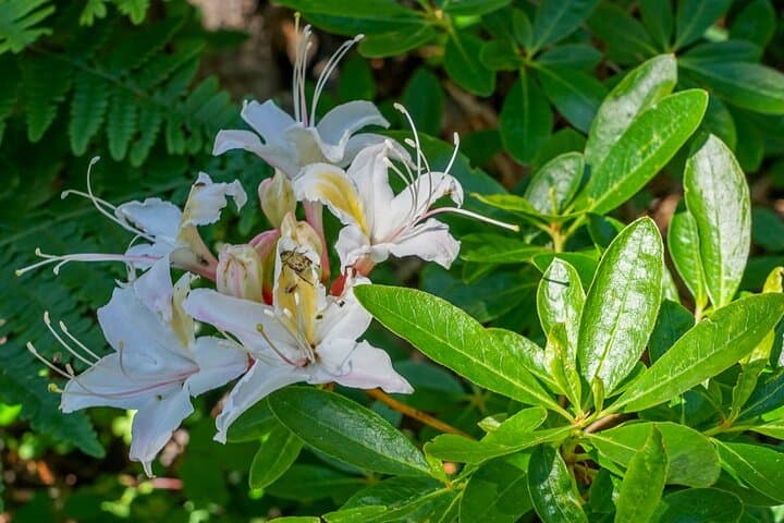 Half-Day Mount Shasta Tour: Faery Falls, Castle Lake & Bunny Flat photo 3