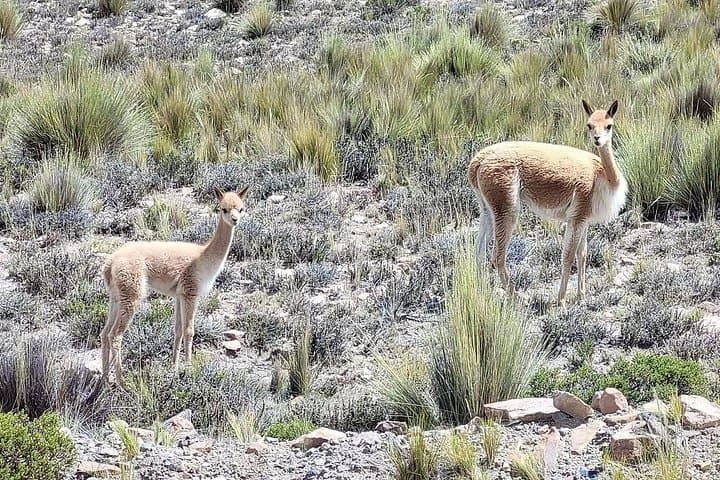 2-Day Colca Valley Tour: Condors, Hot Springs & Andean Terraces photo 4