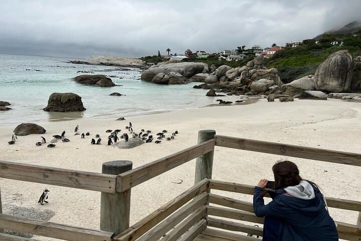 Cape Peninsula: Private Full-Day Tour to Cape Point, Boulders Penguins & Chapman's Peak photo 3
