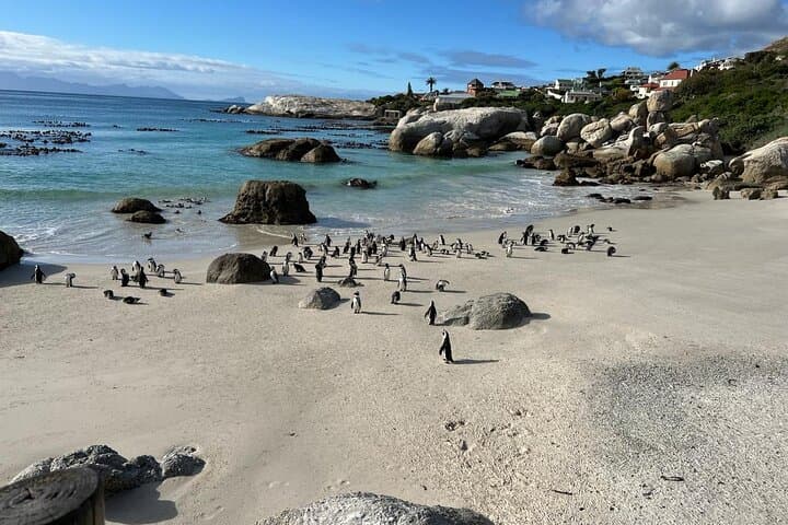Cape Peninsula: Private Full-Day Tour to Cape Point, Boulders Penguins & Chapman's Peak photo 4