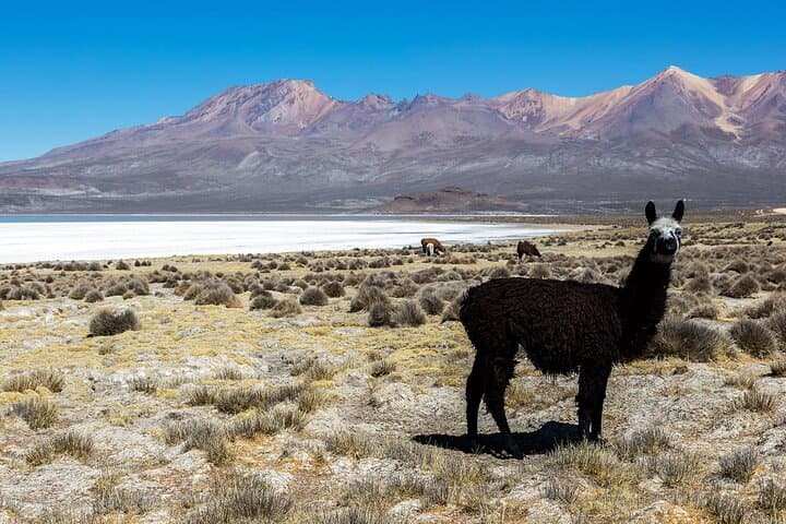 Salinas Lagoon Excursion: Llamas, Flamingos & Arequipa Hot Springs photo 6