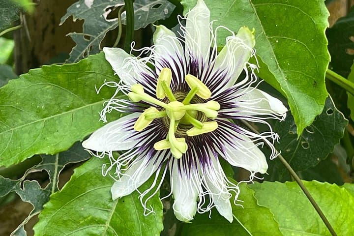 Private Botanical Garden Cartagena Tour with Bilingual Guide — 3–5 Hour VIP Experience photo 1
