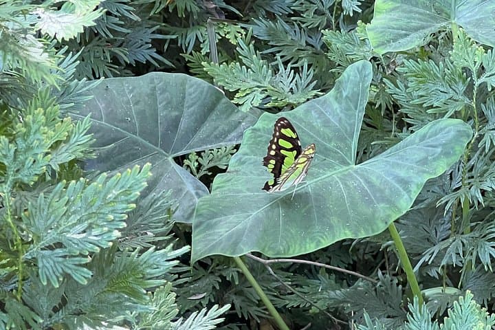 Private Botanical Garden Cartagena Tour with Bilingual Guide — 3–5 Hour VIP Experience photo 2