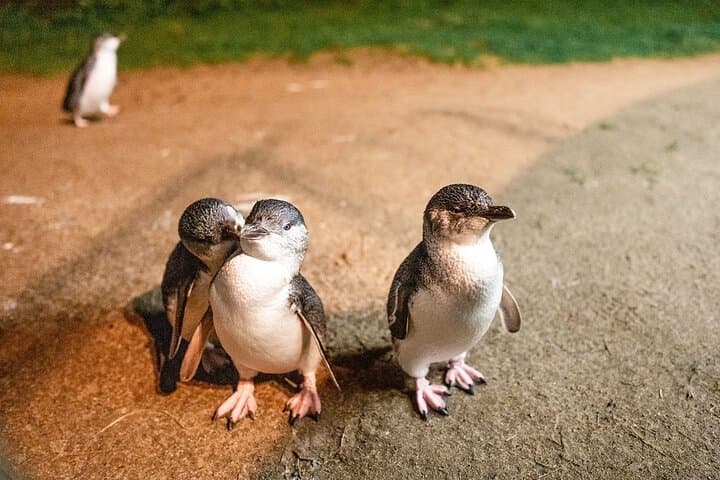 Phillip Island Penguin Parade, Koalas & Wallabies Day Tour from Melbourne photo 3