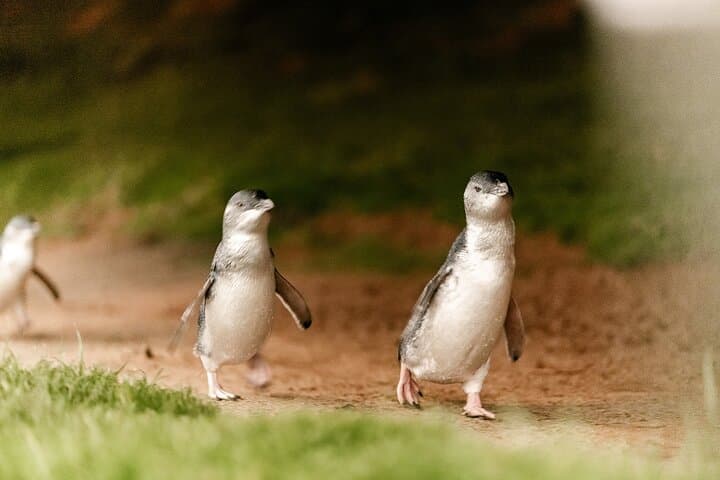 Phillip Island Penguin Parade, Koalas & Wallabies Day Tour from Melbourne photo 4
