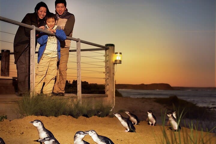 Phillip Island Penguin Parade, Koalas & Wallabies Day Tour from Melbourne photo 5