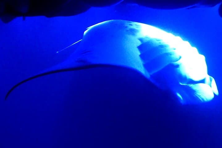 Kona Manta Ray Night Snorkel — Keauhou Bay Night Dive Guide photo 2