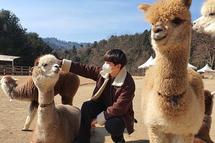 Samaksan Cable Car and Nami Island Day Trip — Cable Car Views, Cherry Blossoms & Canoes photo 4