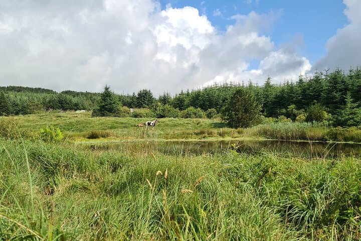 Quiet Thinking Trails in West Cork: Guided Mindful Walks Through Biodiverse Parkland photo 6