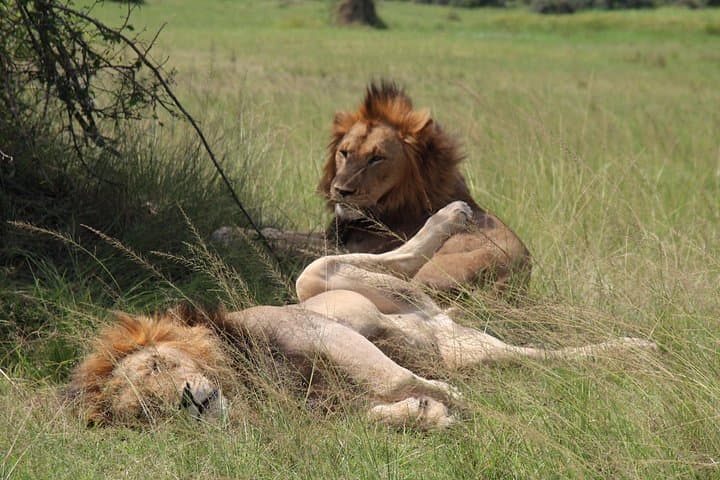 One-Day Akagera Game Drive: Private Safari to Lake Ihema from Kigali photo 2
