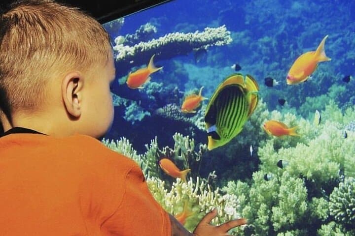 Red Sea Semi-Submarine Cruise from Sharm El Sheikh photo 5