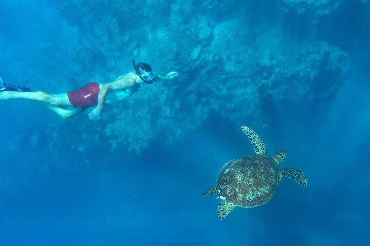 Private Turtle Snorkel & Photography Tour — Rarotonga photo 3