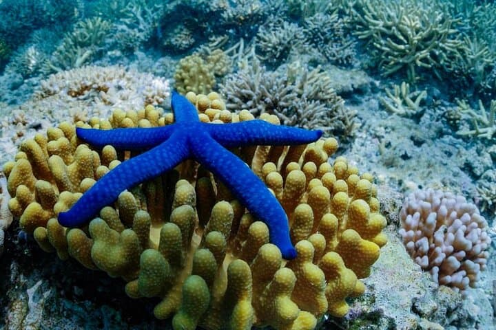 Turtle Tour Rarotonga — Snorkel the Passage with Green & Hawksbill Turtles photo 6