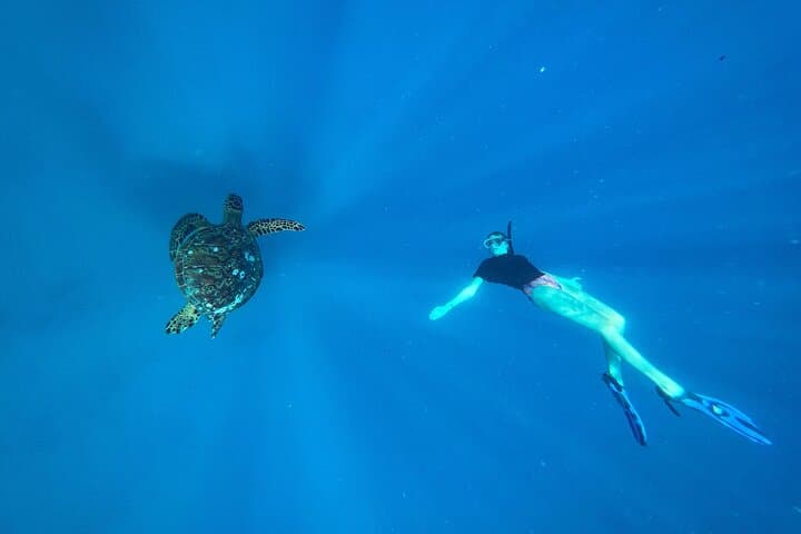 Private Turtle Snorkel & Photography Tour — Rarotonga photo 4