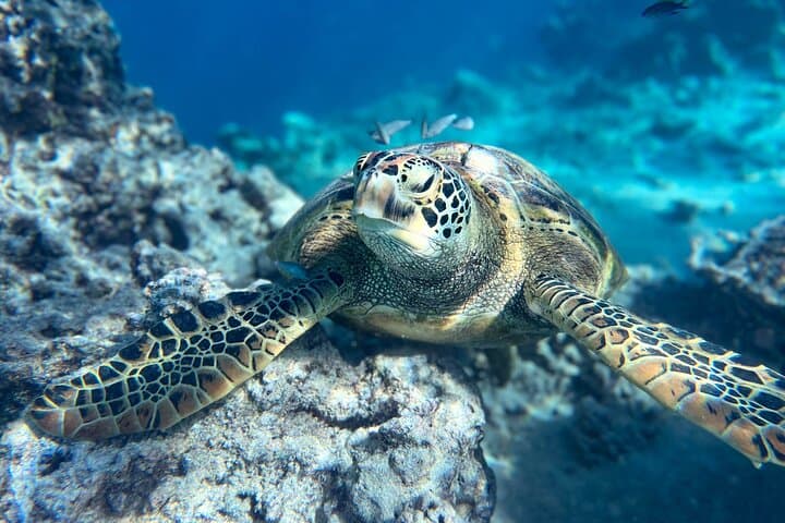 Private Turtle Snorkel & Photography Tour — Rarotonga photo 5
