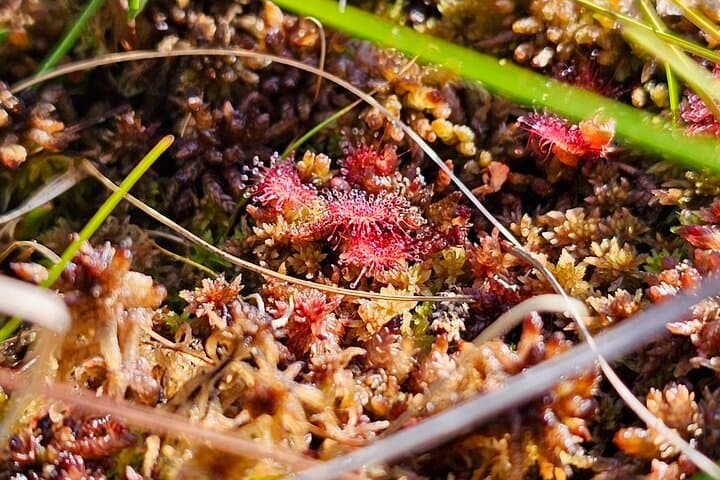 Ķemeri Bog-Shoes Adventure: Walk Latvia’s Floating Bogs photo 5