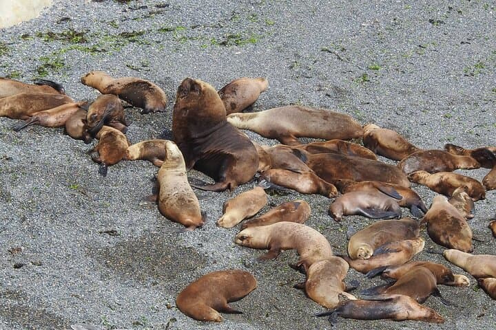 Punta Loma Shore Tour: Sea Lions, City Sights & Craft Beer in Puerto Madryn photo 2