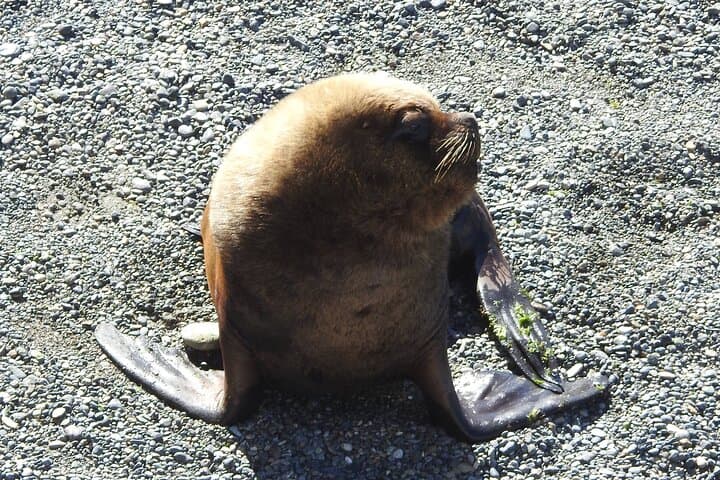 Punta Loma Shore Tour: Sea Lions, City Sights & Craft Beer in Puerto Madryn photo 3