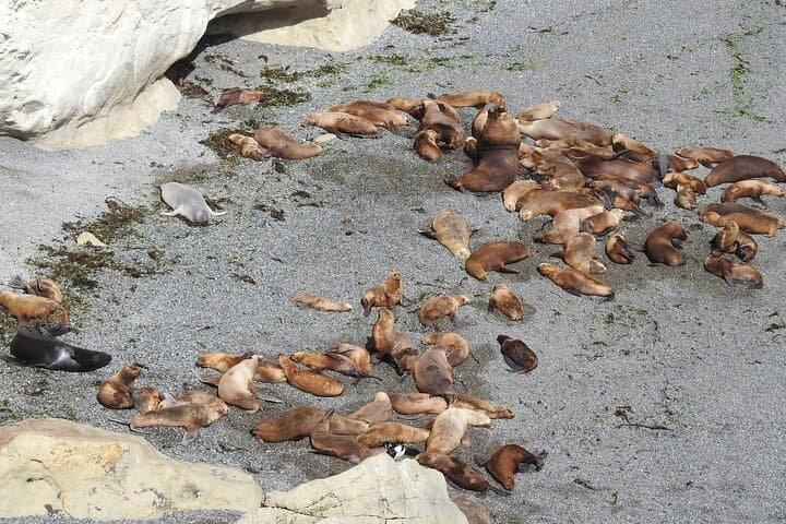 Punta Loma Shore Tour: Sea Lions, City Sights & Craft Beer in Puerto Madryn photo 4