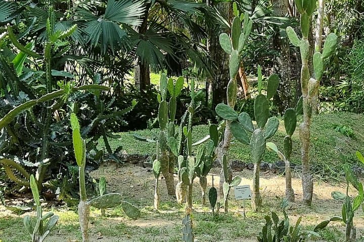Private Botanical Garden Cartagena Tour with Bilingual Guide — 3–5 Hour VIP Experience photo 3