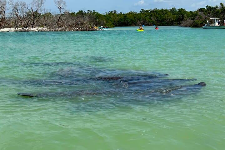Big Hickory Island Kayak & SUP: One-Hour Beginner Guided Tour in Fort Myers photo 3