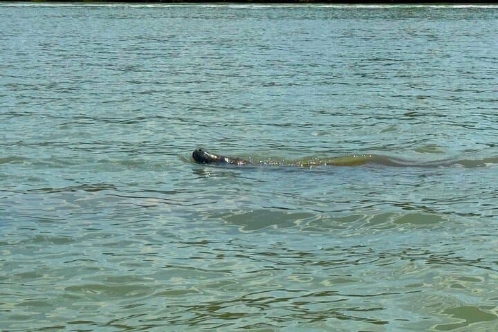 Big Hickory Island Kayak & SUP: One-Hour Beginner Guided Tour in Fort Myers photo 4