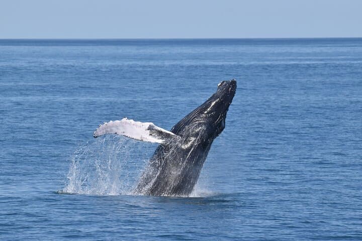 Cape May Whale, Dolphin and Bird Watching Ecotour Cruise: Offshore Wildlife Encounters photo 1