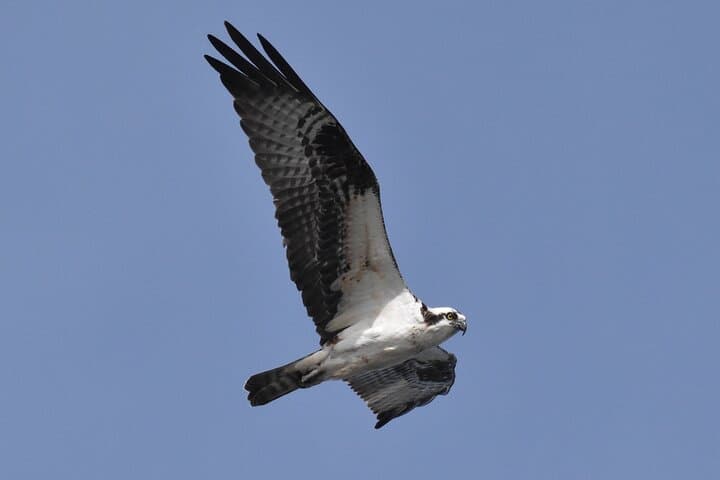 Cape May Whale, Dolphin and Bird Watching Ecotour Cruise: Offshore Wildlife Encounters photo 4