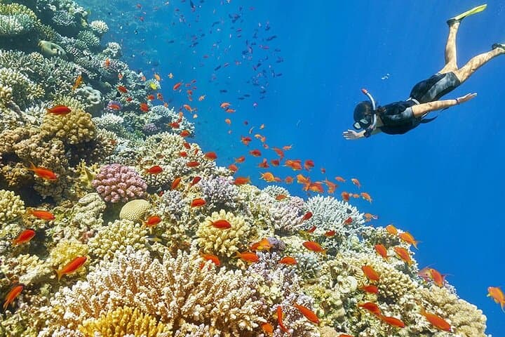 Seascope Submarine Hurghada: Red Sea Semi-Submarine and Snorkel Excursion photo 5