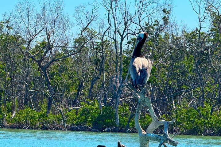 Big Hickory Island SUP EcoTour: Self-Guided Paddleboard Rental in Bonita Springs photo 2