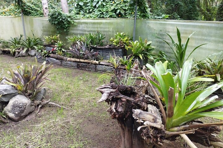 Bromeliads & Dry-Forest Trails: Guided Plant Walk Near Quito photo 2