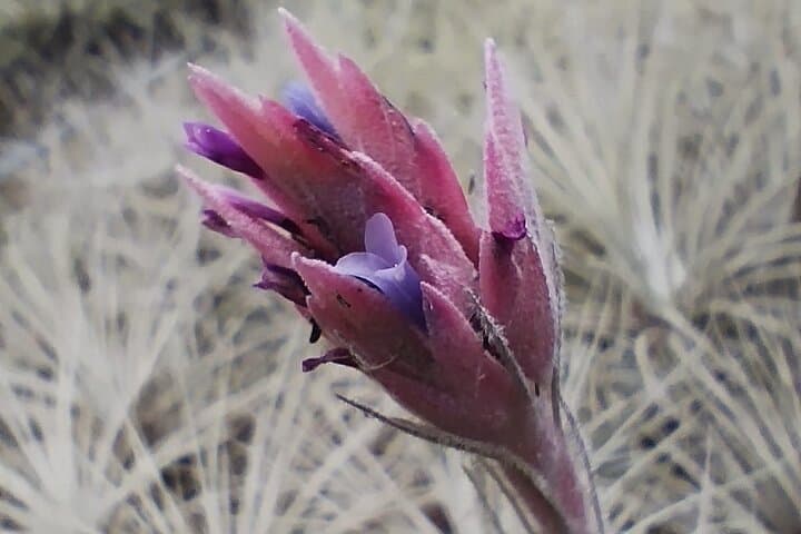Bromeliads & Dry-Forest Trails: Guided Plant Walk Near Quito photo 3