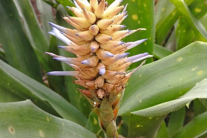 Bromeliads & Dry-Forest Trails: Guided Plant Walk Near Quito photo 4
