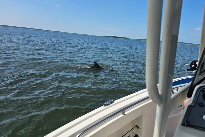 Hilton Head 1-Hour Private Dolphin and Nature Tour — Quick Coastal Cruise to See Bottlenose Dolphins photo 3