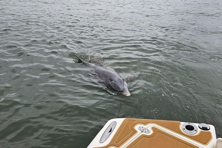 Hilton Head 1-Hour Private Dolphin and Nature Tour — Quick Coastal Cruise to See Bottlenose Dolphins photo 4
