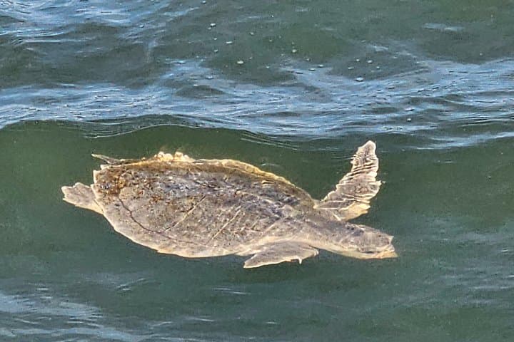 Hilton Head 1-Hour Private Dolphin and Nature Tour — Quick Coastal Cruise to See Bottlenose Dolphins photo 6