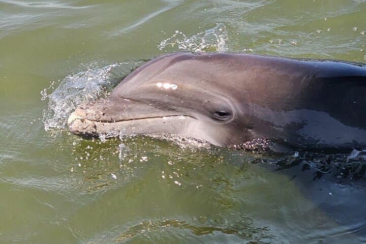 Hilton Head 1-Hour Private Dolphin and Nature Tour — Quick Coastal Cruise to See Bottlenose Dolphins