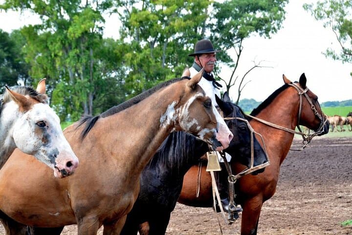Gaucho Day Trip to Estancia Santa Susana — Asado, Horses & Pampas Life