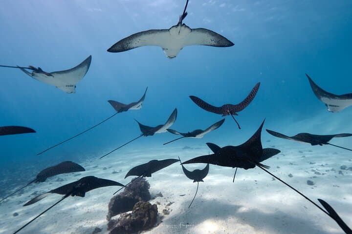 Private Moorea Boat Tour and Snorkeling Adventure photo 4