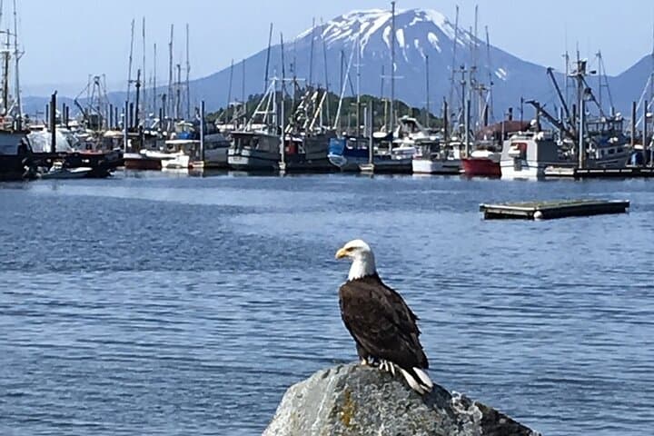 Sitka Seabird & St. Lazaria Private Charter — 3-Hour Eco Tour photo 4
