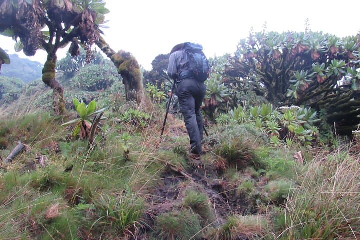 Mount Bisoke Day Hike — Volcanoes National Park Trek from Kigali photo 4
