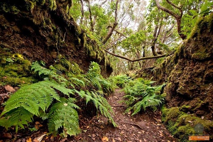 Columbus’ Footsteps on La Gomera: Garajonay, Silbo and San Sebastián Day Tour photo 2
