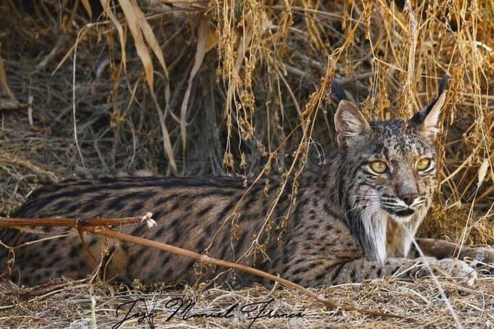 Doñana in 5 Senses: Guided Iberian Lynx & 4x4 Marsh Safari