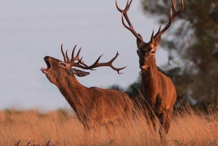 Doñana in 5 Senses: Guided Iberian Lynx & 4x4 Marsh Safari photo 2