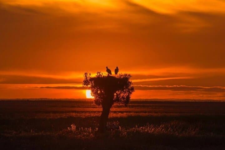 Doñana in 5 Senses: Guided Iberian Lynx & 4x4 Marsh Safari photo 3