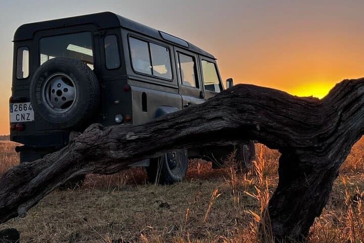 Doñana in 5 Senses: Guided Iberian Lynx & 4x4 Marsh Safari photo 4