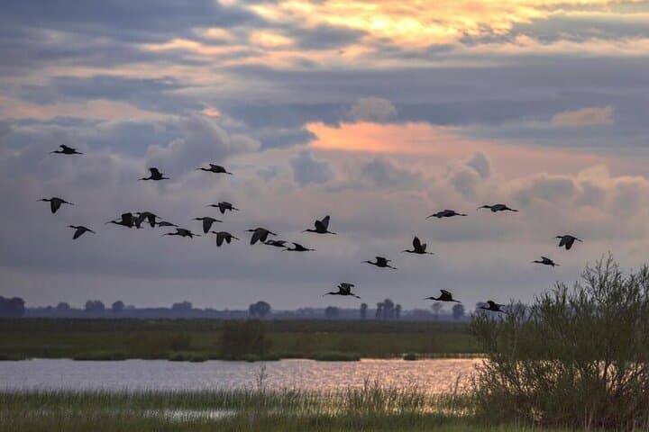Doñana in 5 Senses: Guided Iberian Lynx & 4x4 Marsh Safari photo 5